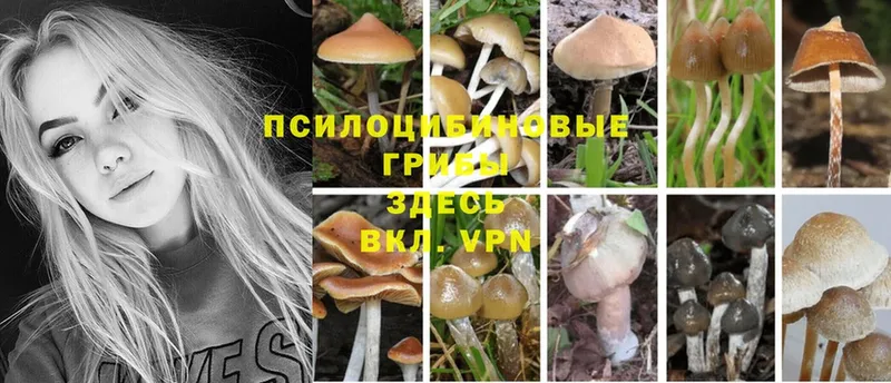 Галлюциногенные грибы Psilocybe  Курганинск 